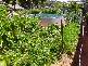 17 ADA STREET, Bridport TAS 7262