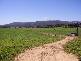 97 RINGAROOMA ROAD, Legerwood TAS 7263