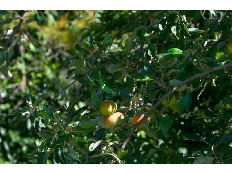 213 Greenwood Road, Murrumbateman NSW 2582