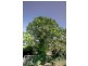 213 Greenwood Road, Murrumbateman NSW 2582