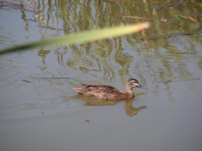 Lot 800/47 Hartung St, Mundaring WA 6073