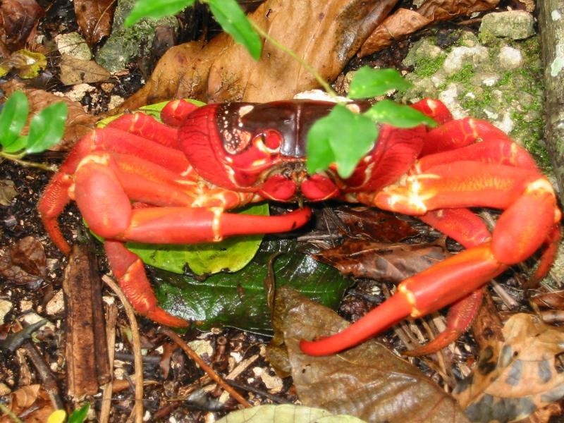 2 Plant Hill Road, Christmas Island WA 6798