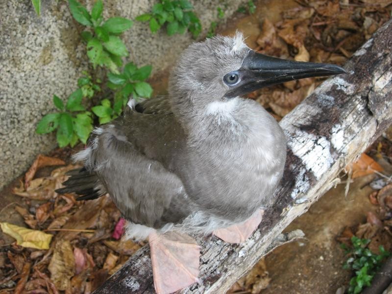 2 Plant Hill Road, Christmas Island WA 6798