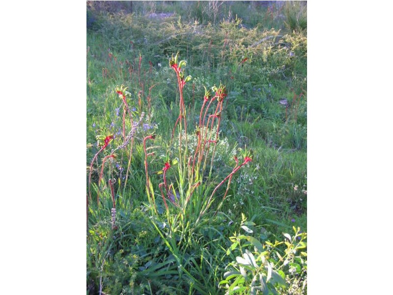 700 Progress Drive, Chidlow WA 6556