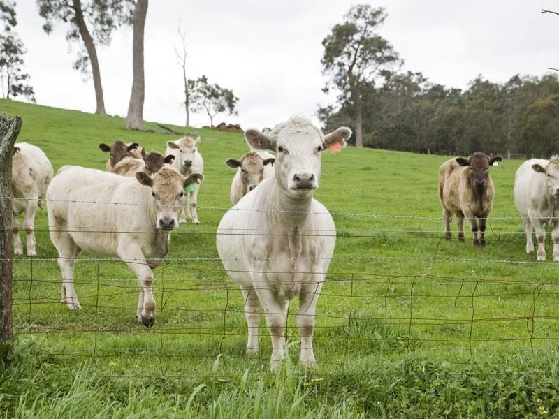 4880 Rosedale Road, Chidlow WA 6556