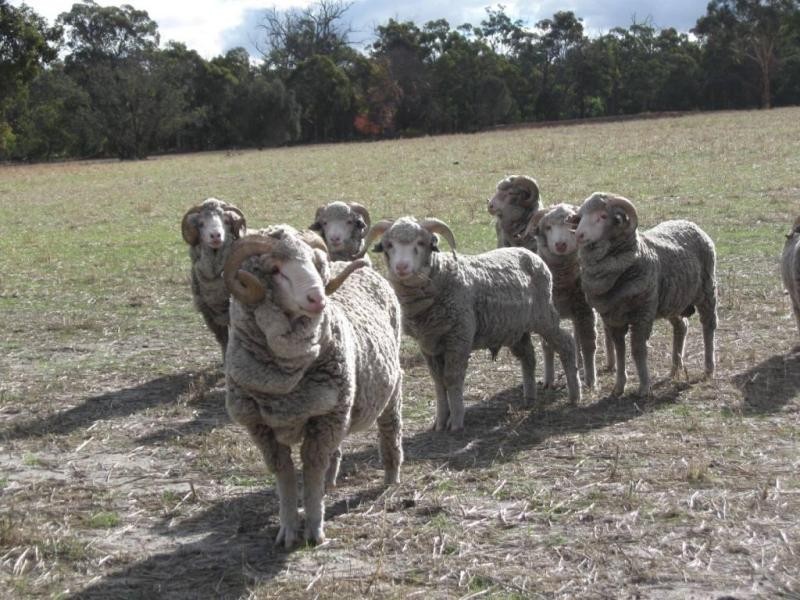 Lot 6/ Great Southern Hwy, Woottating WA 6562