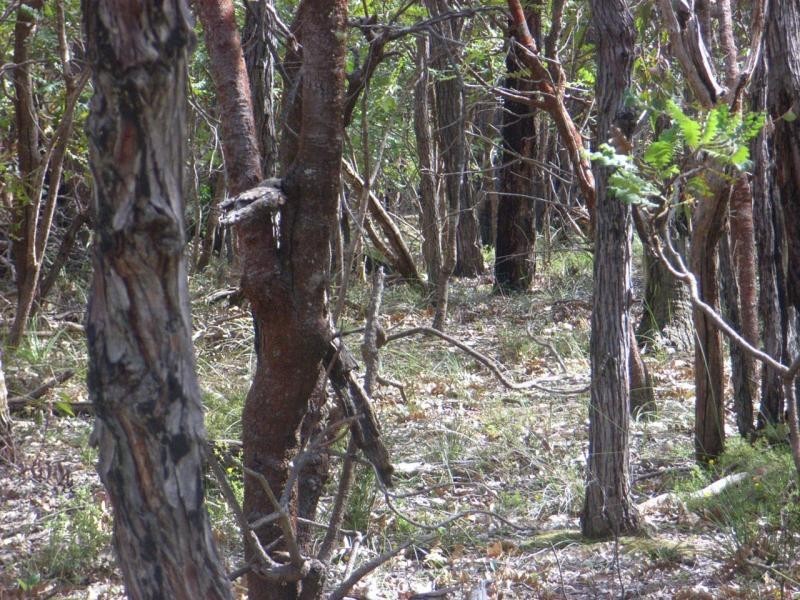 Lot 324/10443 Stoneville Road, Gidgegannup WA 6083