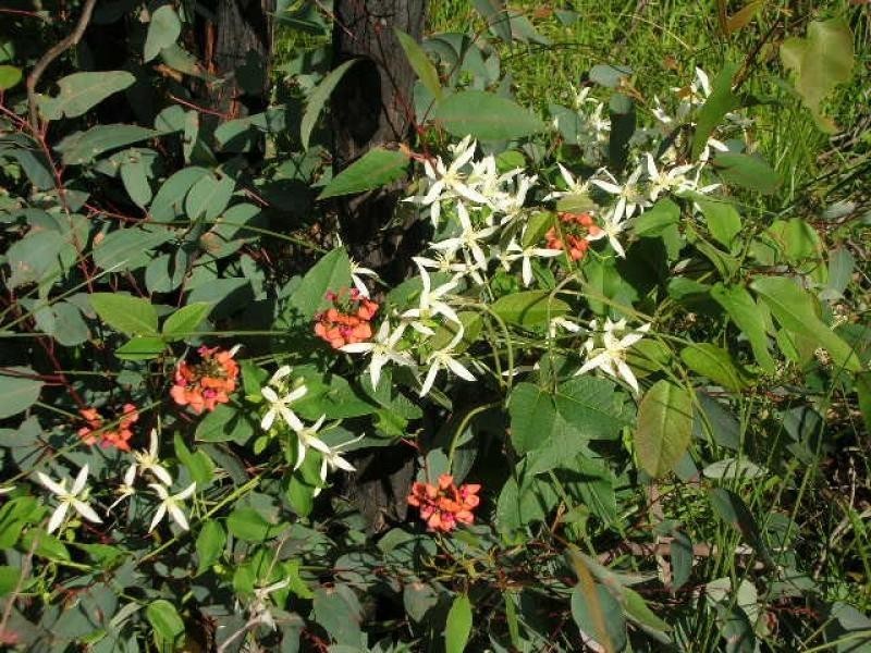 65 Hartung St, Mundaring WA 6073