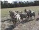 Lot 6/ Great Southern Hwy, Woottating, The Lakes WA 6556