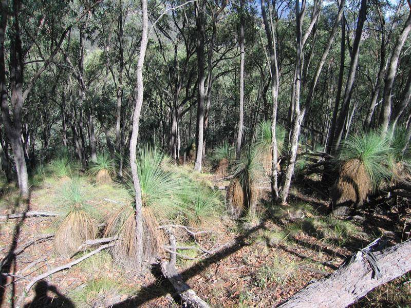 Koetong VIC 3704