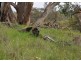 5 Love Lane, Splitters Creek NSW 2640