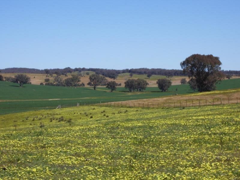 Mangoplah NSW 2652