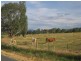 Tallangatta VIC 3700