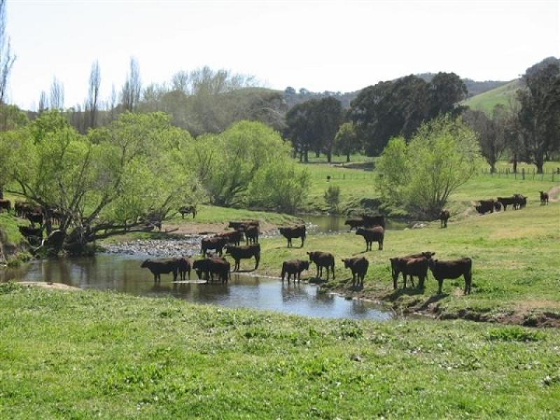 . CLEAR SPRINGS, Jingellic NSW 2642