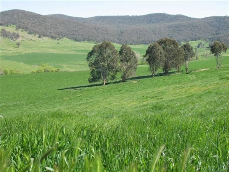 . CLEAR SPRINGS, Jingellic NSW 2642