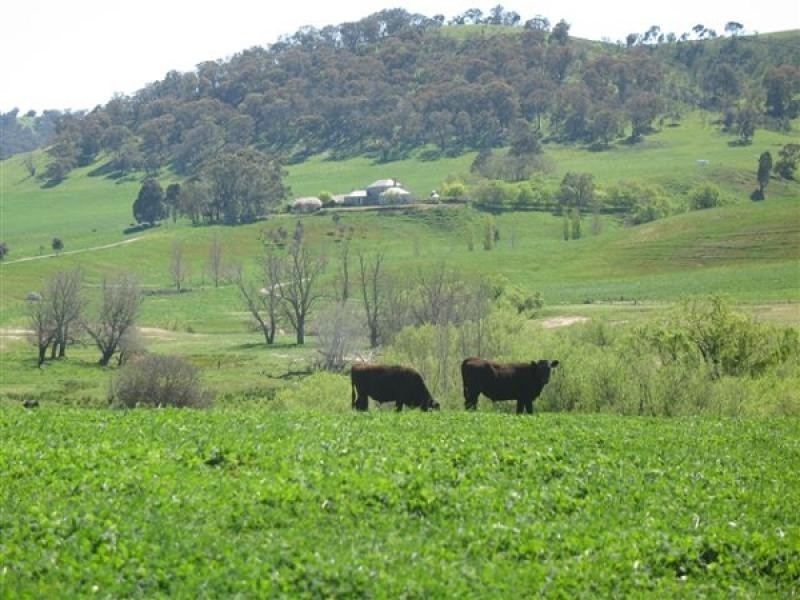 . CLEAR SPRINGS, Jingellic NSW 2642