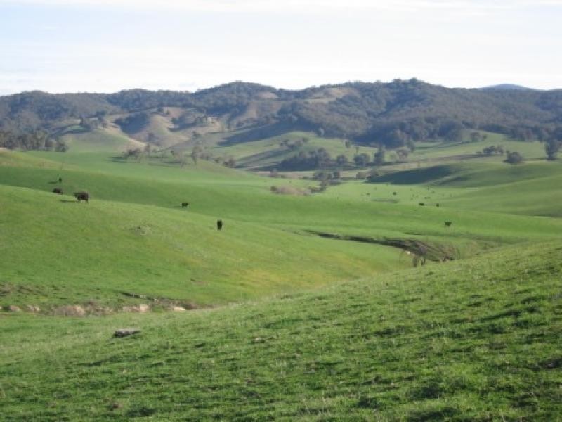 Jingellic NSW 2642