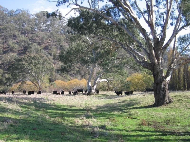 Mitta Mitta VIC 3701
