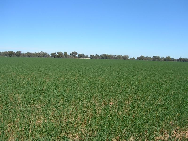 Daysdale NSW 2646