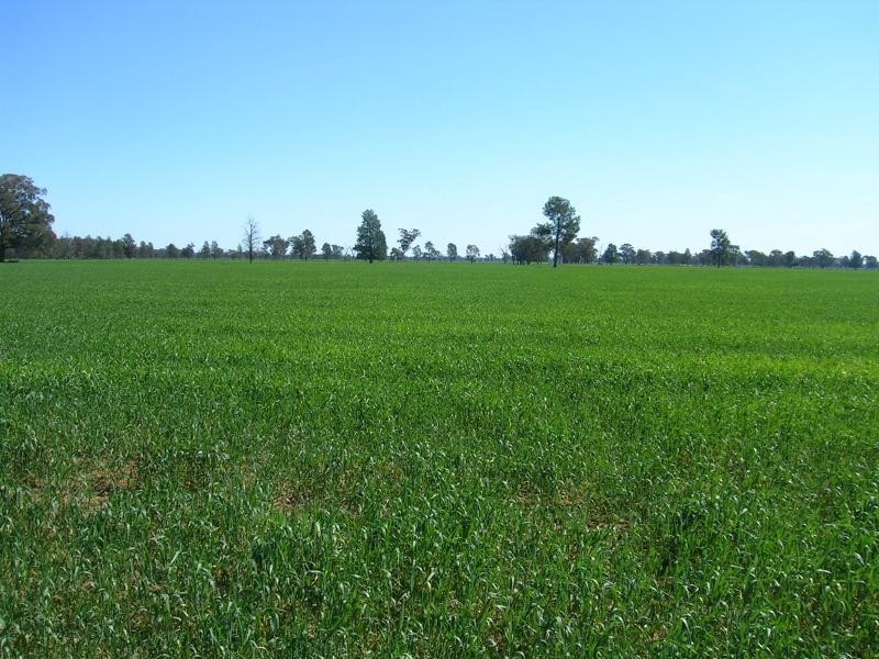 Daysdale NSW 2646