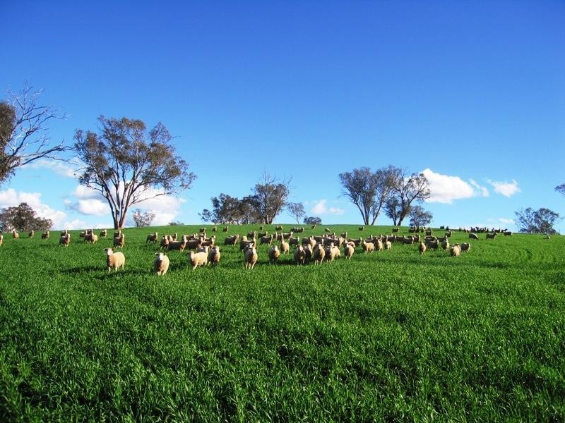 118 Mullemblah Road, Walbundrie NSW 2642