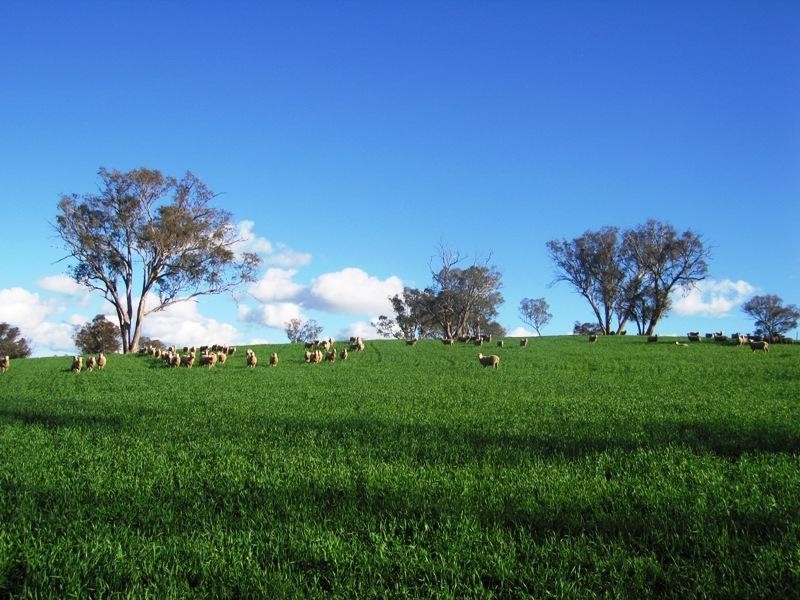 118 Mullemblah Road, Walbundrie NSW 2642