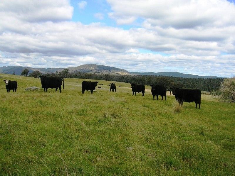 Lot 10 Jessies Lane, Indigo Valley VIC 3688