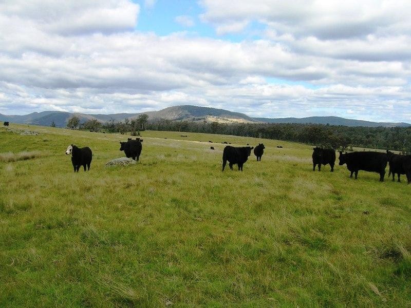 Lot 10 Jessies Lane, Indigo Valley VIC 3688