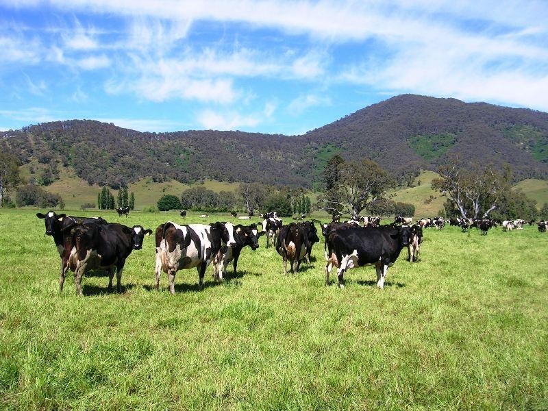 1923 Omeo Highway, Tallandoon VIC 3700