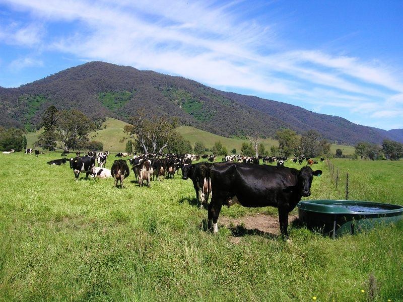 1923 Omeo Highway, Tallandoon VIC 3700