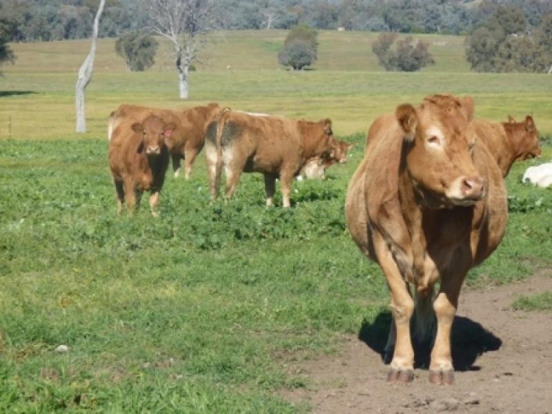 260 Maloneys Road, Greta West VIC 3675