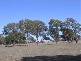. KALANGADOO HOUSE ROAD &AMP; CNR GRANEYS LANE &AMP; OLD PENOLA KALANGADOO ROADS, Kalangadoo SA 5278
