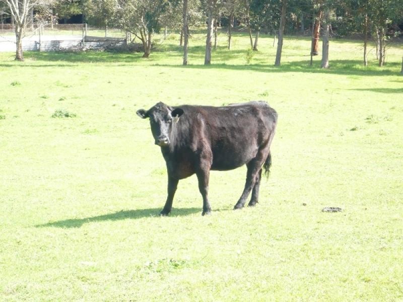 Section 759 Old Mill Road, Carpenter Rocks SA 5291