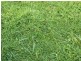 Wattle Range SA 5279