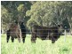 Wattle Range SA 5279