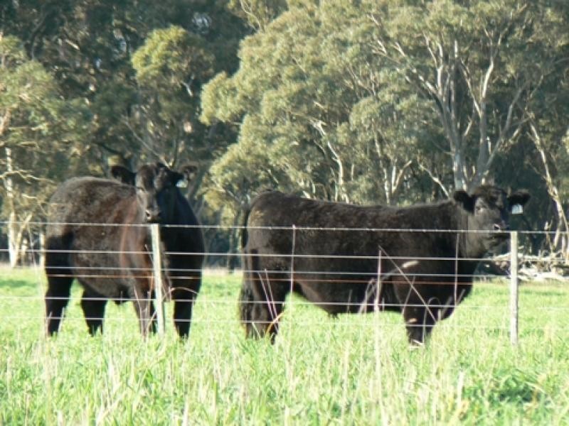 Wattle Range SA 5279
