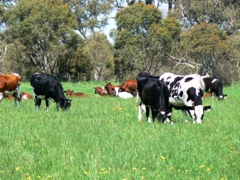 Mingbool SA 5291