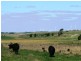 Section 263/ Edwards Road, Millicent SA 5280