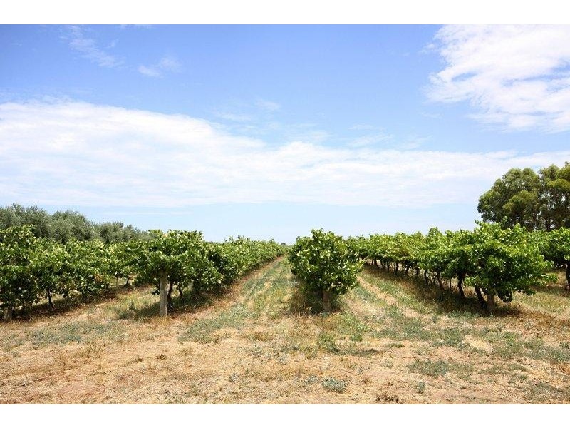 37 Pederick Road, Lewiston SA 5501