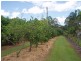 2 Thomas Street, Howard QLD 4659