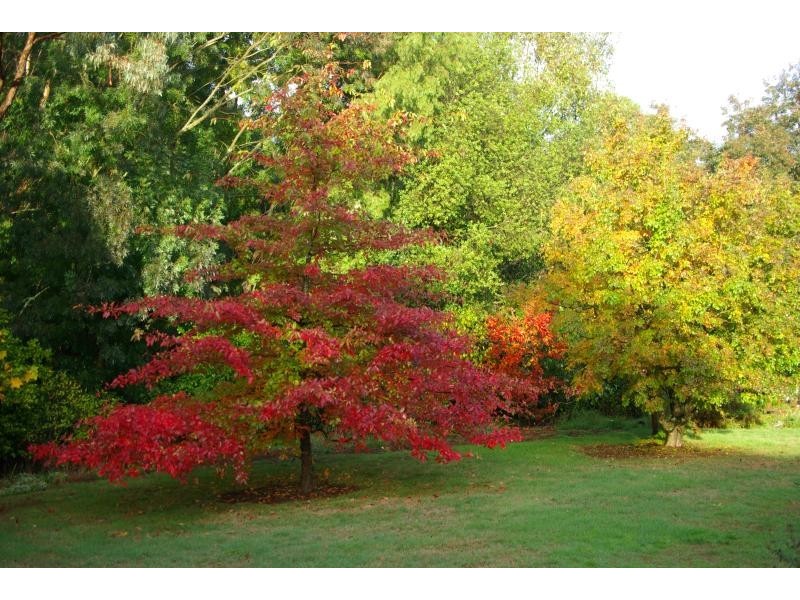 65 Fowlers Road, Ellinbank VIC 3821