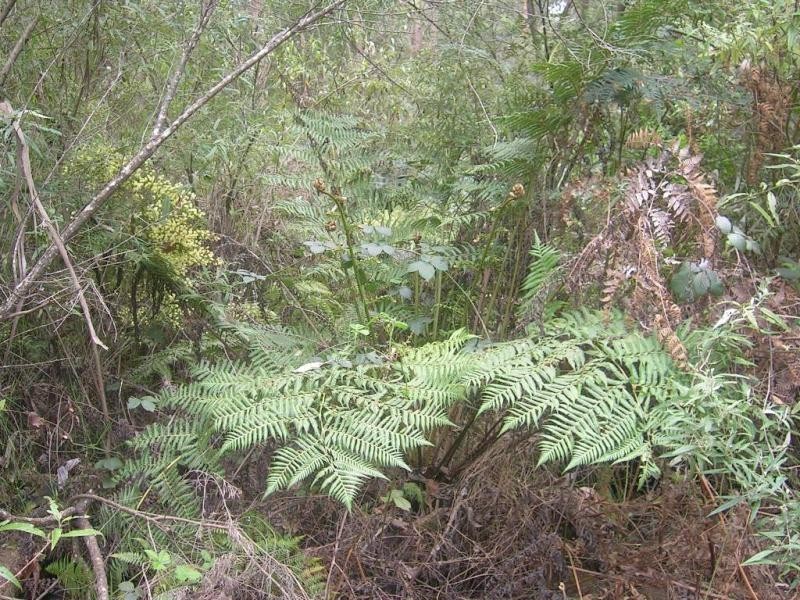 624 Old Telegraph Road East, Crossover VIC 3821