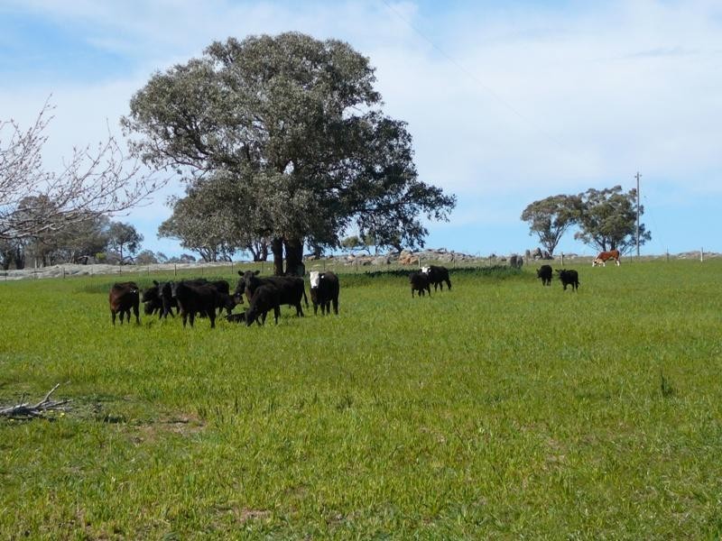 128 Moores Road, Springhurst VIC 3682