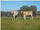 260 Moloneys Rd, Greta West VIC 3675