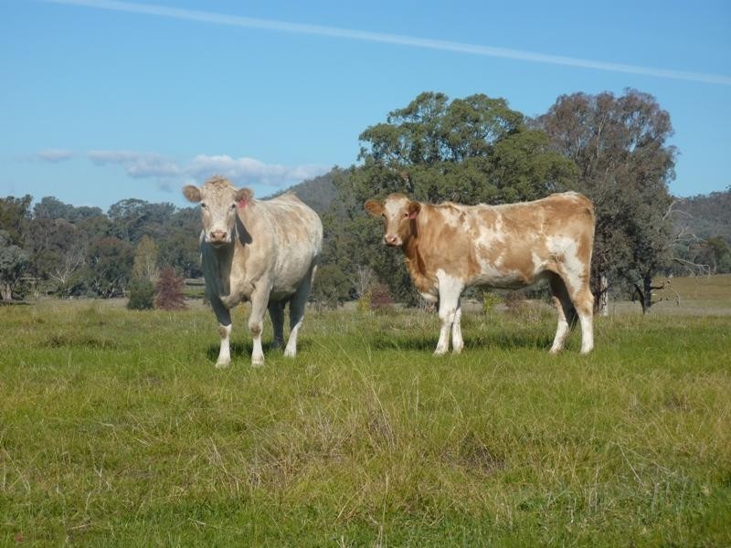 260 Moloneys Rd, Greta West VIC 3675