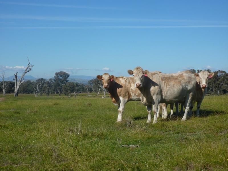 260 Moloneys Rd, Greta West VIC 3675
