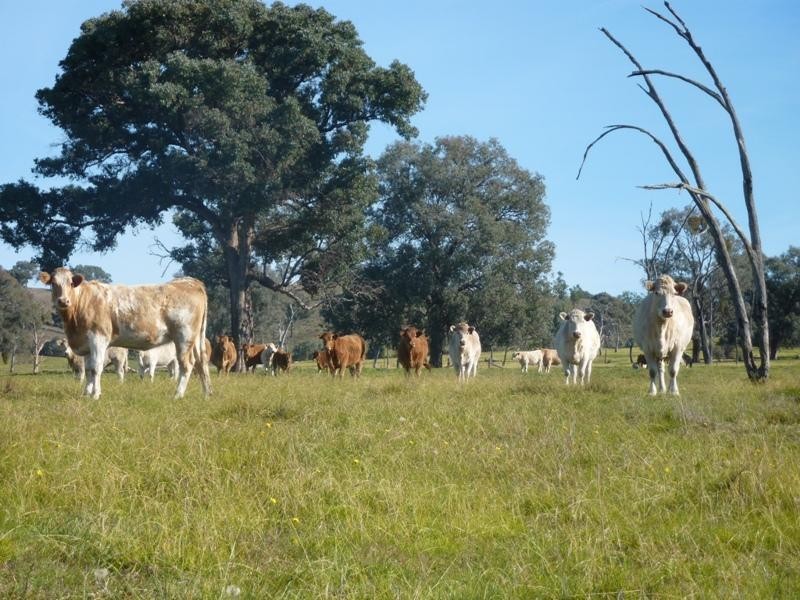 260 Moloneys Rd, Greta West VIC 3675