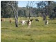 260 Moloneys Rd, Greta West VIC 3675