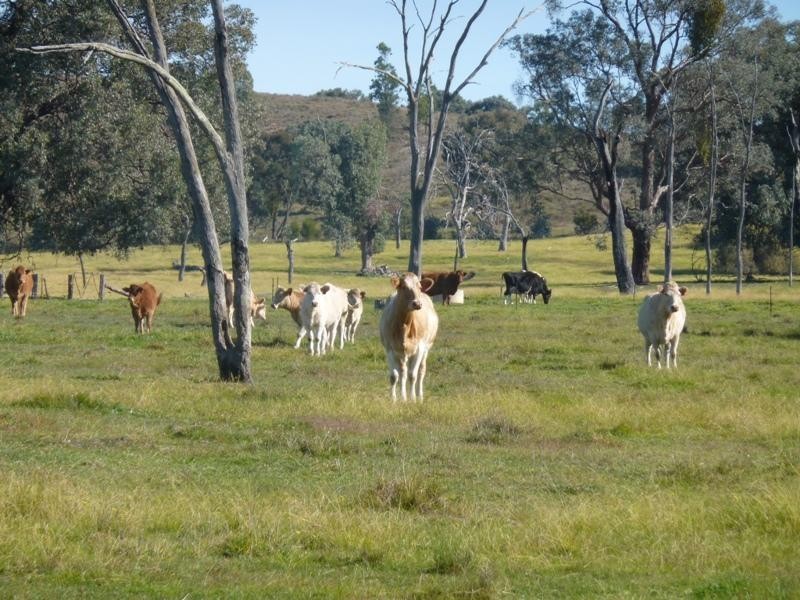 260 Moloneys Rd, Greta West VIC 3675
