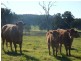 260 Moloneys Rd, Greta West VIC 3675